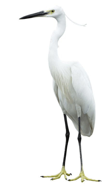 Snowy Egret